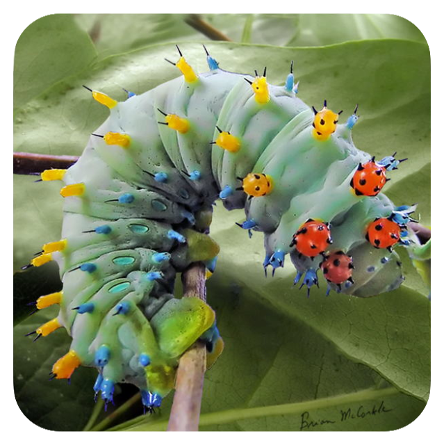 (image for) Cecropia Cat 5th Instar